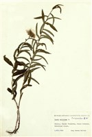 藏品(柳葉旋覆花)的圖片